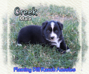 Medium Miniature Australian Shepherd