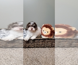 Havanese Puppy for sale in GREENWOOD, IN, USA
