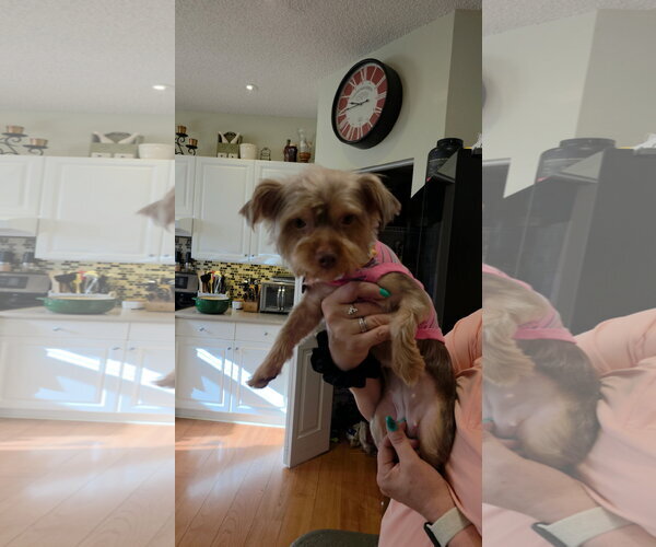 Medium Photo #2 Mutt Puppy For Sale in Royal Palm Beach, FL, USA