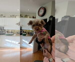 Small #1 Mutt