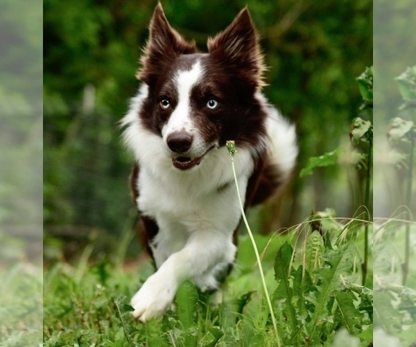 Medium Photo #45 Border Collie Puppy For Sale in STRAFFORD, MO, USA