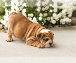 Bailey - Female English Bulldog Puppy for Sale - Photo #6