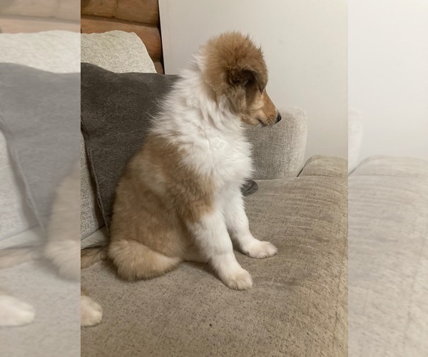 Medium Photo #2 Collie Puppy For Sale in SOMERSET, CO, USA