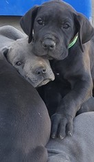 Great Dane Puppy for sale in NAMPA, ID, USA