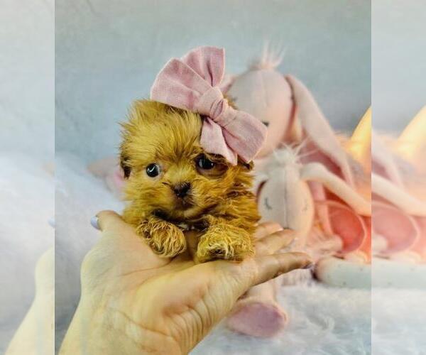 Medium Photo #1 ShihPoo Puppy For Sale in TAMPA, FL, USA