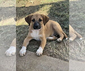 Beagle-Black Mouth Cur Mix Dogs for adoption in Euless, TX, USA