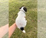 Small #1 Jack Russell Terrier