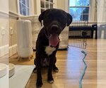 Small #4 Labrador Retriever Mix