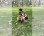 Small #5 American Pit Bull Terrier-American Staffordshire Terrier Mix
