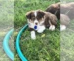 Puppy Puppy 2 Miniature Australian Shepherd