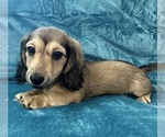 Small #8 Dachshund