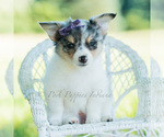 Small Photo #63 Chihuahua Puppy For Sale in WARSAW, IN, USA
