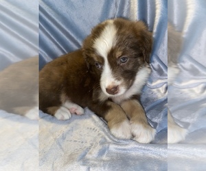 Australian Shepherd Puppy for sale in BEECH GROVE, IN, USA