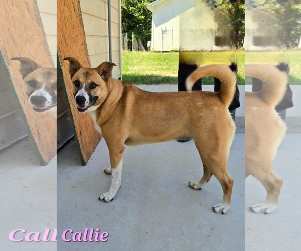 Medium Photo #3 Carolina Dog-Unknown Mix Puppy For Sale in Orangeburg, SC, USA