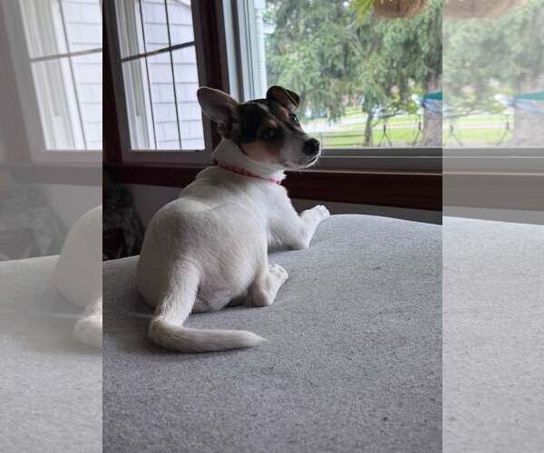 Medium Photo #11 American Pit Bull Terrier-Jack Russell Terrier Mix Puppy For Sale in Oakhurst, NJ, USA