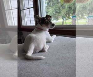 Jackie- JRT/pittie puppies - Female American Pit Bull Terrier-Jack Russell Terrier Mix Dog for Adoption - Photo #11