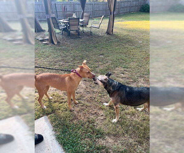 Medium Photo #3 American Pit Bull Terrier-Labrador Retriever Mix Puppy For Sale in Atlanta, GA, USA