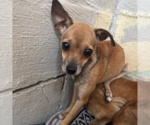 Wren - Male Chihuahua Dog for Adoption - Small photo