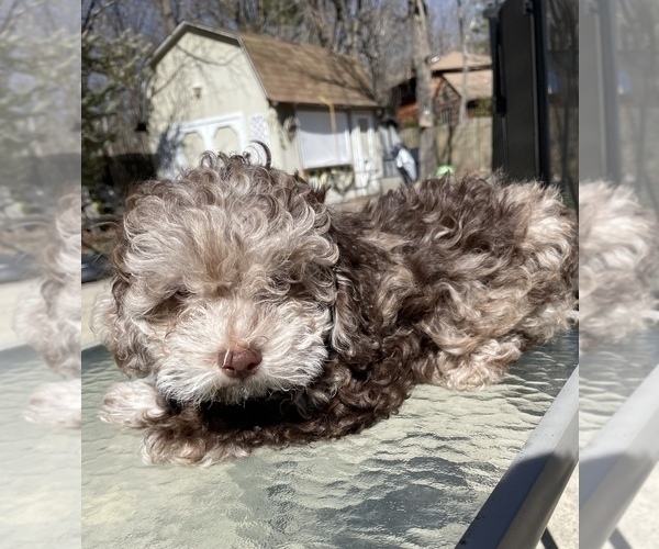 Medium Photo #5 Lhasa Apso-Poodle (Standard) Mix Puppy For Sale in E BRUNSWICK, NJ, USA