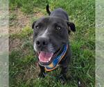 TANK - Male American Staffordshire Terrier-Unknown Mix Dog for Adoption - Small photo