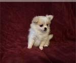 Small Pomeranian