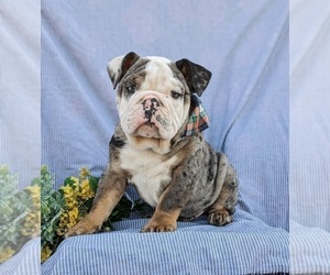 English Bulldog Puppy for Sale in COCHRANVILLE, Pennsylvania USA