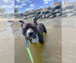 Small #5 American Pit Bull Terrier Mix