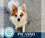 Small #1 Chihuahua Mix