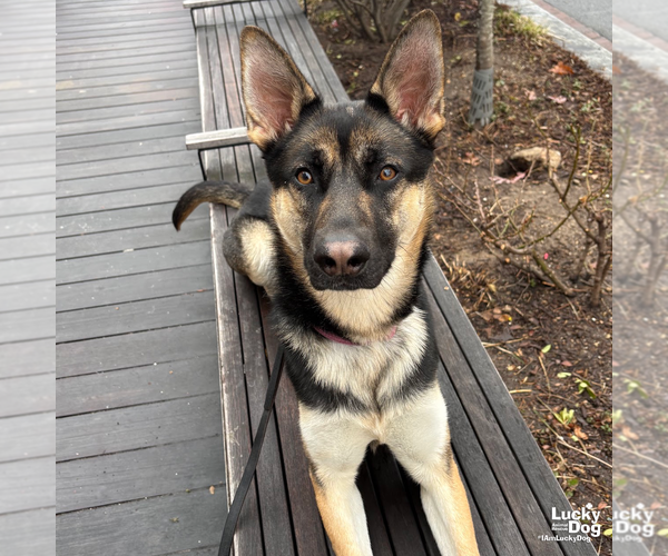 Medium Photo #9 German Shepherd Dog-Unknown Mix Puppy For Sale in Washington, DC, USA
