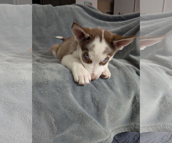 Medium Photo #5 Siberian Husky Puppy For Sale in PIPE CREEK, TX, USA