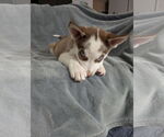 Small #4 Siberian Husky