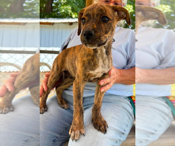 Medium Photo #1 Boxer-Retriever  Mix Puppy For Sale in Rustburg, VA, USA