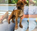 Small Boxer-Retriever  Mix