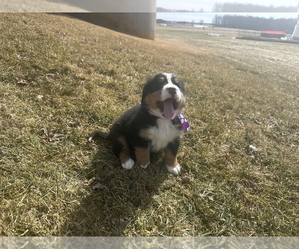 Medium Photo #3 Bernese Mountain Dog Puppy For Sale in ATHENS, WI, USA