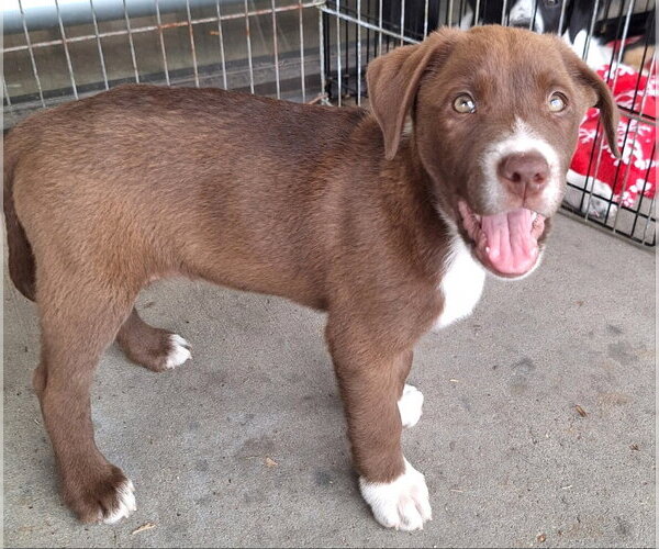 Medium Photo #1 Labrador Retriever-Unknown Mix Puppy For Sale in House Springs, MO, USA