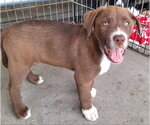 Small Labrador Retriever Mix