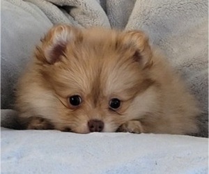 Pomeranian Puppy for Sale in ORRVILLE, Ohio USA
