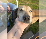 Small #4 Mutt