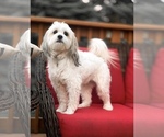 Small Photo #1 Zuchon Puppy For Sale in WHEELING, IL, USA