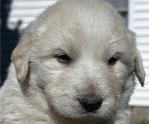 Medium Great Pyrenees