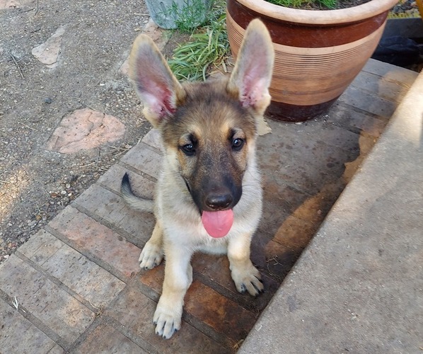 Medium Photo #3 German Shepherd Dog Puppy For Sale in AUSTIN, TX, USA