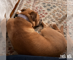 Small #7 Retriever  Mix