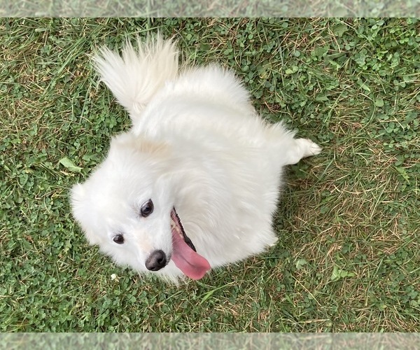 Medium Photo #2 Miniature American Eskimo Puppy For Sale in DOWNING, MO, USA