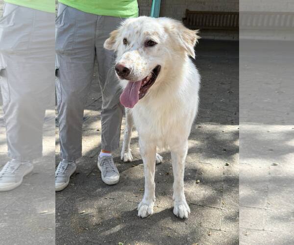 Medium Photo #4 Great Pyrenees-Unknown Mix Puppy For Sale in Houston, TX, USA