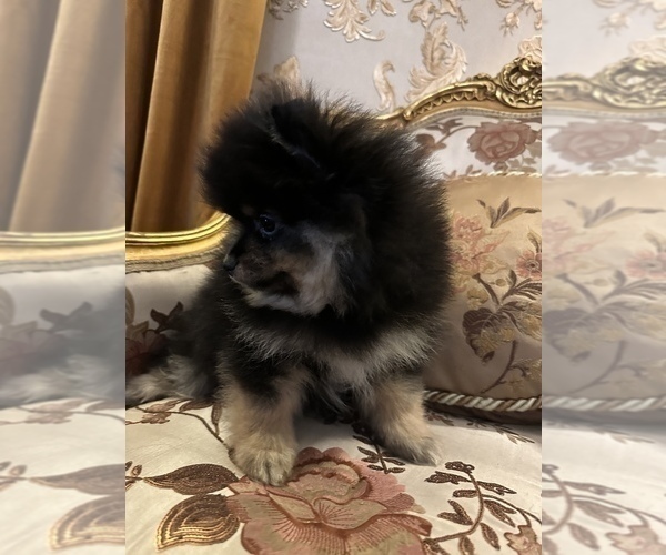 Medium Photo #4 Pomeranian Puppy For Sale in ARNOLD, MD, USA
