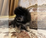 Small Photo #4 Pomeranian Puppy For Sale in ARNOLD, MD, USA