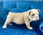 Small Photo #5 English Bulldog Puppy For Sale in DETROIT, MI, USA