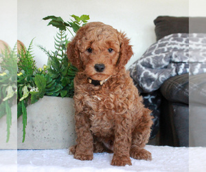 Labradoodle-Poodle (Miniature) Mix Puppy for sale in GORDONVILLE, PA, USA