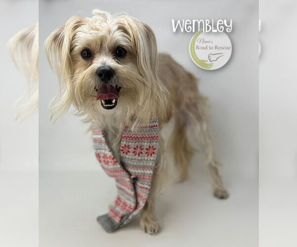 Medium Photo #4 Shih Tzu-Unknown Mix Puppy For Sale in Benton, LA, USA