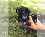 Small Photo #6 Schnauzer (Miniature) Puppy For Sale in MIDDLEFIELD, OH, USA